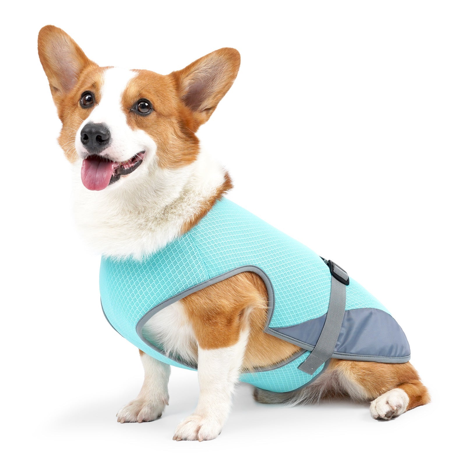 Dog Clothing